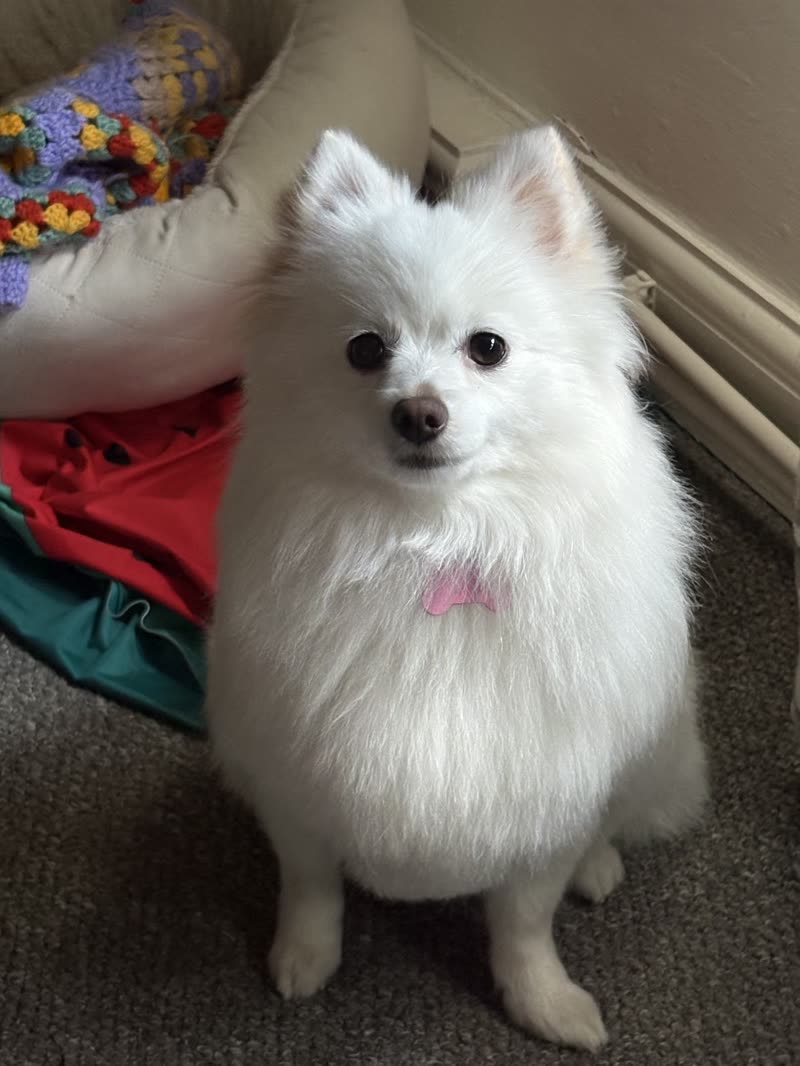 A white Pomeranian sitting up on a carpet with a full fluffed coat and a pink bow after grooming