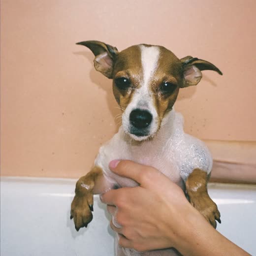 A small dog being bathed, coat wet and soapy