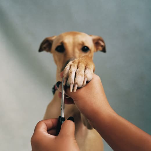 A dog's paw held for a nail trim